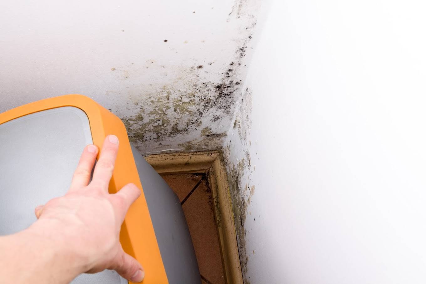 Hand moving furniture reveals mold on wall corner.